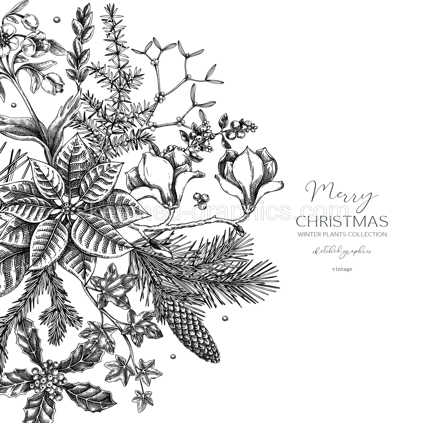 Merry Christmas card. Floral round composition. Evergreen plants, conifers, and cones sketches. Winter vector design.Hand-drawn botanical illustrations. NOT AI generated images Illustration